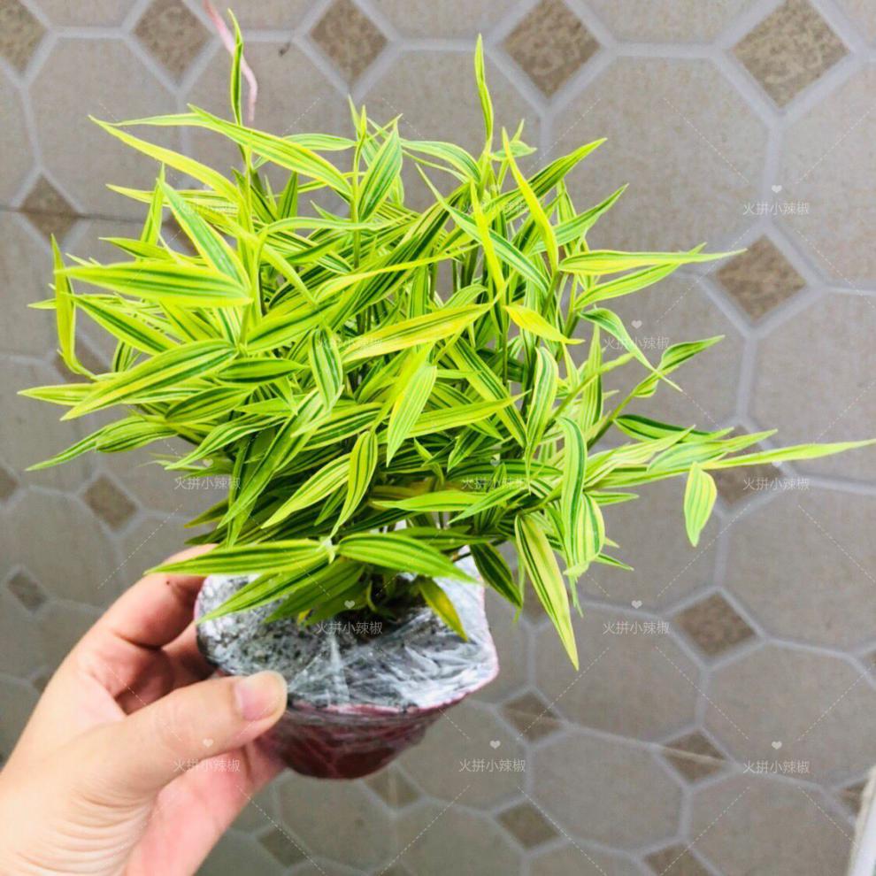 姬翠竹 竹子迷你小竹子 米竹 黄金竹 茶台盆景禅意盆栽 玉山竹(塑料盆