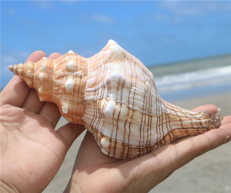 支持小米mi同款华柯楼赤旋螺天然贝壳大海螺壳鱼缸装饰品水族箱造景海