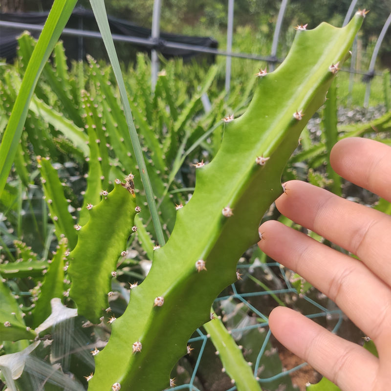 燕窝火龙果苗黄皮火龙果红皮燕窝火龙果厄瓜多尔当年结果盆栽地栽 黄