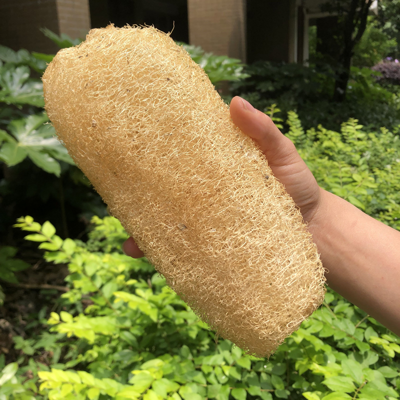 丝瓜瓤农家丝瓜络洗碗大丝瓜瓤刷锅干老丝瓜瓤子煮水抹布下奶百洁布