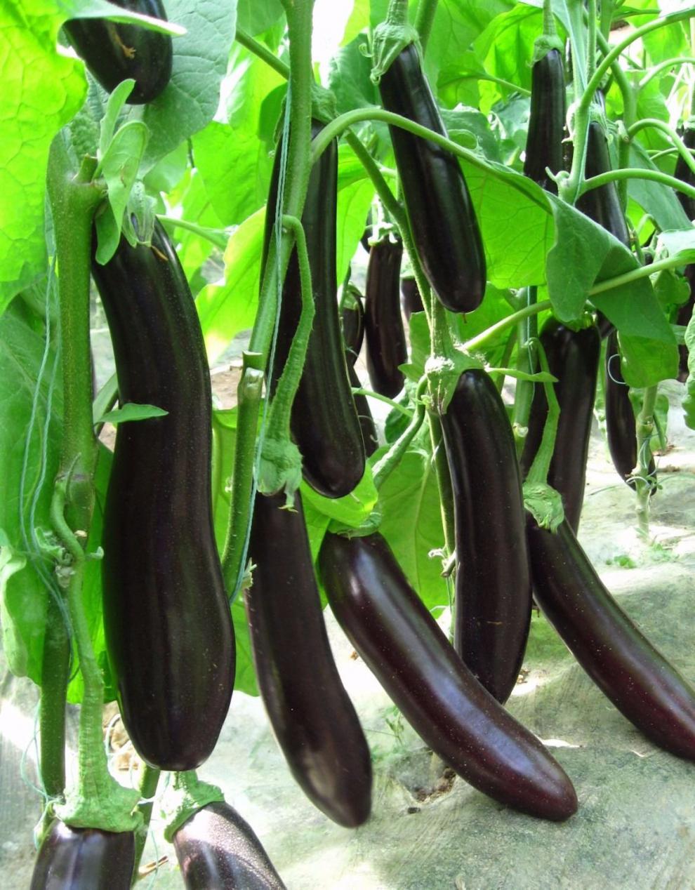 东北特产新鲜茄子东北茄子蒜茄子茄子新鲜新鲜蔬菜245斤5斤紫茄子