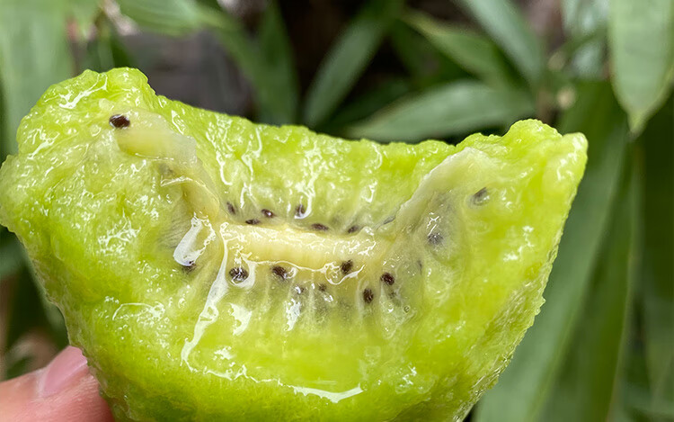 陕西周至翠香猕猴桃特大果徐香猕胡桃绿心奇异果当季新鲜正宗大果5斤