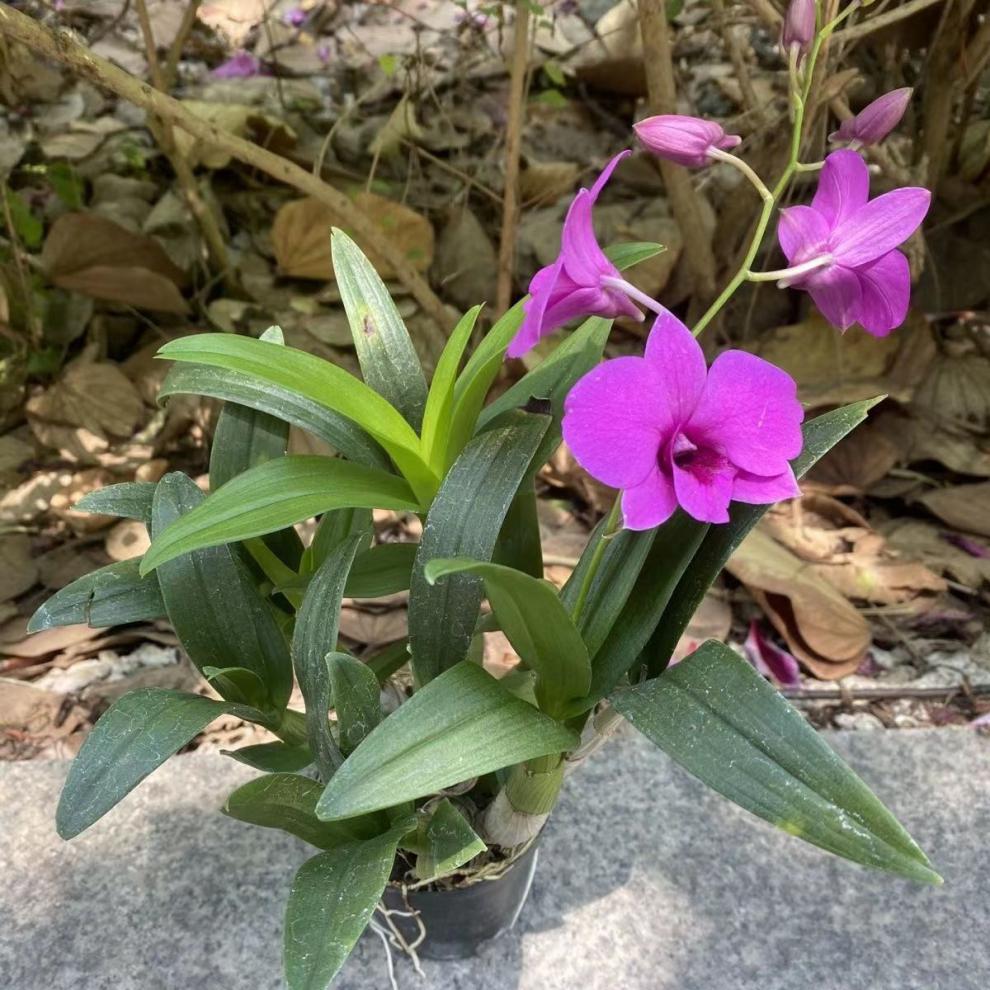 澳洲香水石斛兰盆栽 水培 红泼墨石斛兰带花苞室内好养带盆栽好绿植