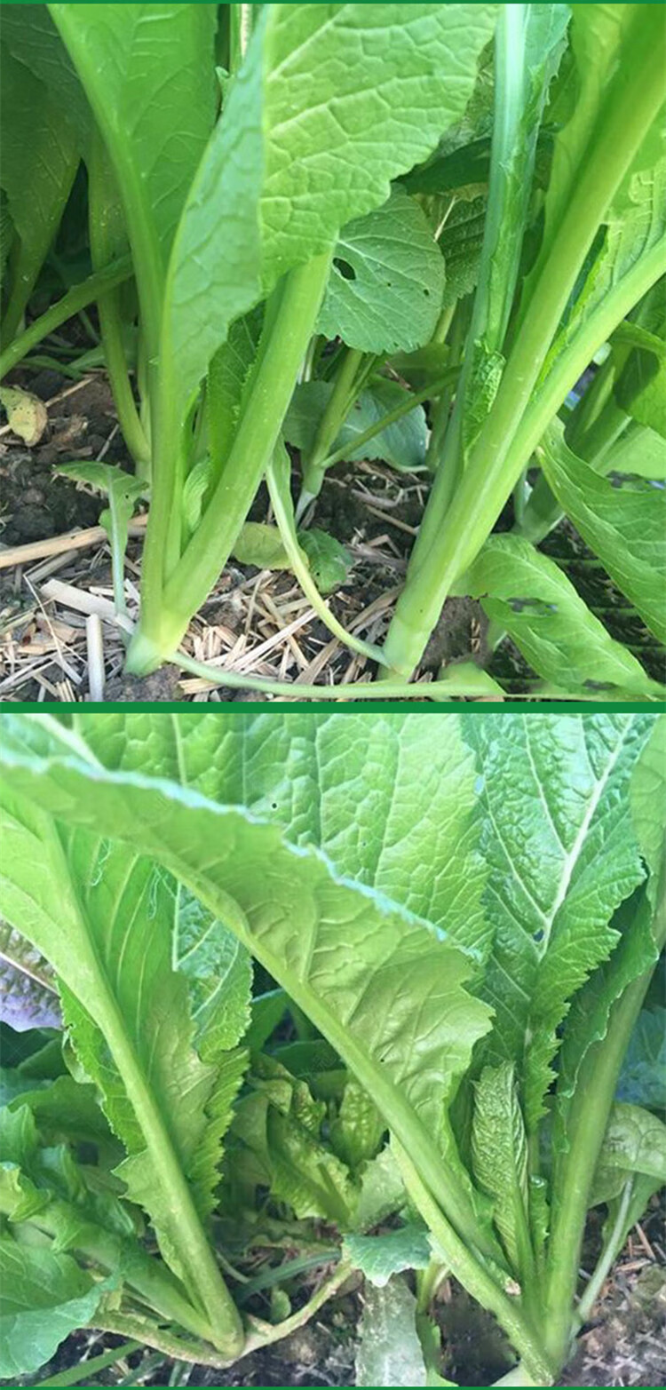 四季甜春菜种子小白菜青菜种籽潮汕揭阳香芥菜耐寒盆栽蔬菜种孑四季甜