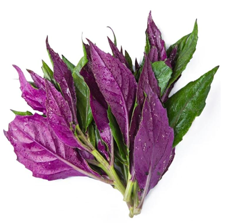四川新鲜紫背天葵血皮菜紫背菜红背菜观音菜蔬菜 顺丰 血皮菜5斤 泡沫