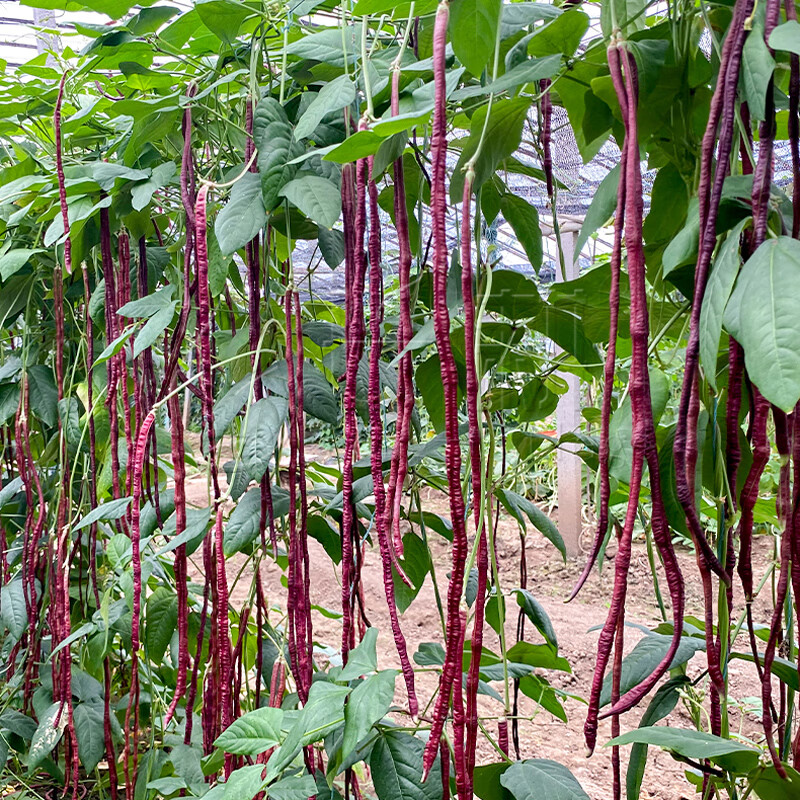 春秋红豇豆种籽特长紫红豆角种孑高产早熟四季播耐热抗病豇豆种子 紫