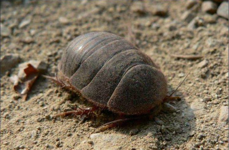 土元虫活土鳖虫活体活土元土鳖子地鳖子虫地鳖虫中药原材料500克