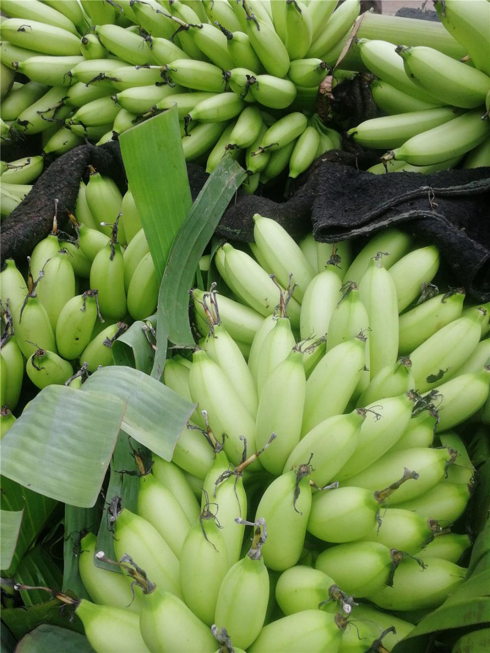 皇帝蕉帝皇蕉新鲜香蕉小香蕉清甜可口3斤