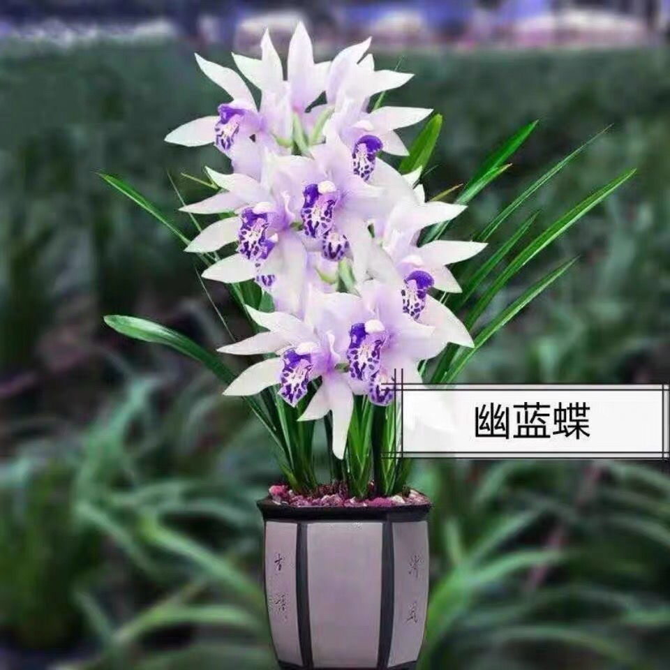 浓香型兰花苗花期带花苞懒人盆栽室内外绿植家庭花卉金凤凰1包兰花