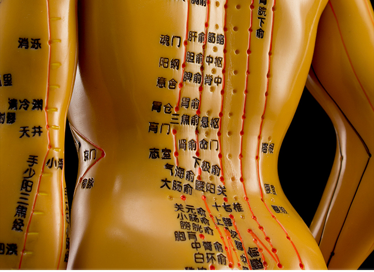 谨锐 针灸穴位人体模型中医教学全身高清经络图人模硅胶推拿小皮人