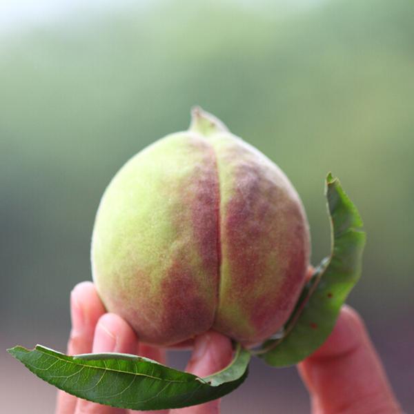 韶关鹰嘴桃新鲜水果广东翁源特产九仙桃大桃子脆甜大果现摘 特大果