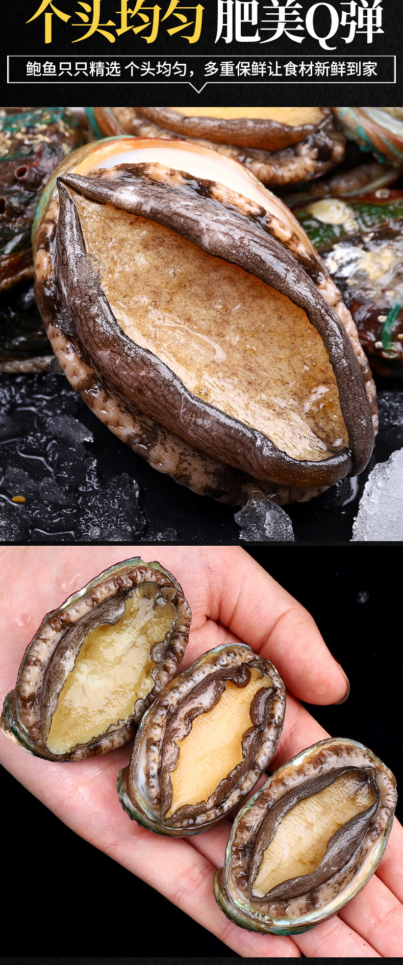 海皇湾 鲍鱼鲜活海鲜贝类水产新鲜鲍鱼崂山特产海捕鲍鱼九孔鲍鱼特大