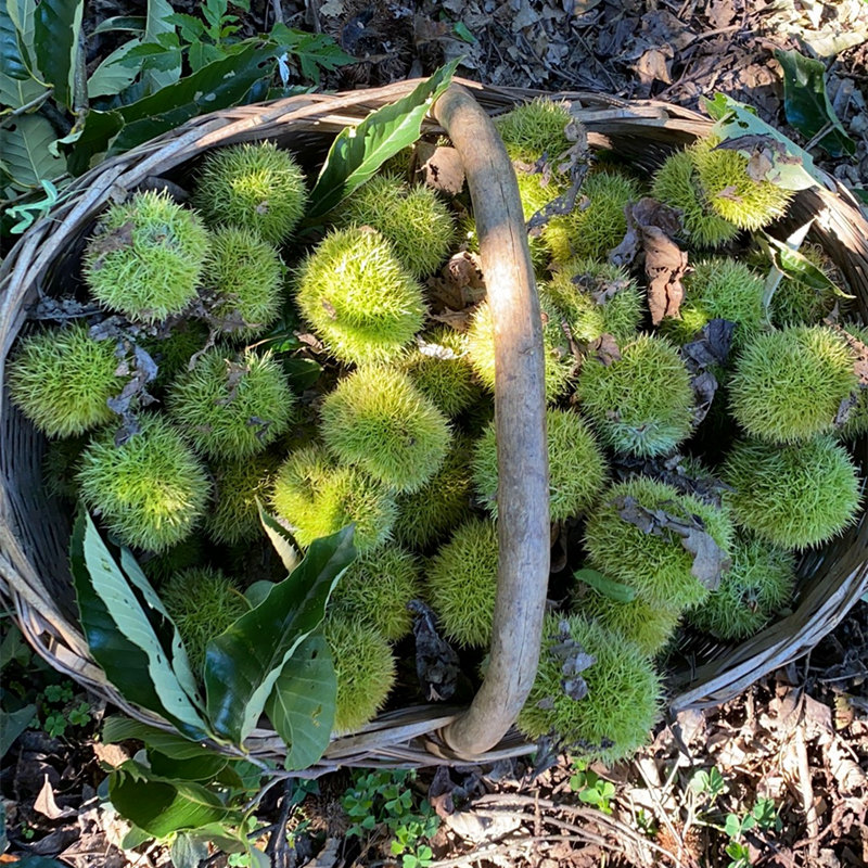 栗子白皮新鲜生板栗白壳毛栗子新货带刺毛球发货 5斤新鲜板栗球【图片