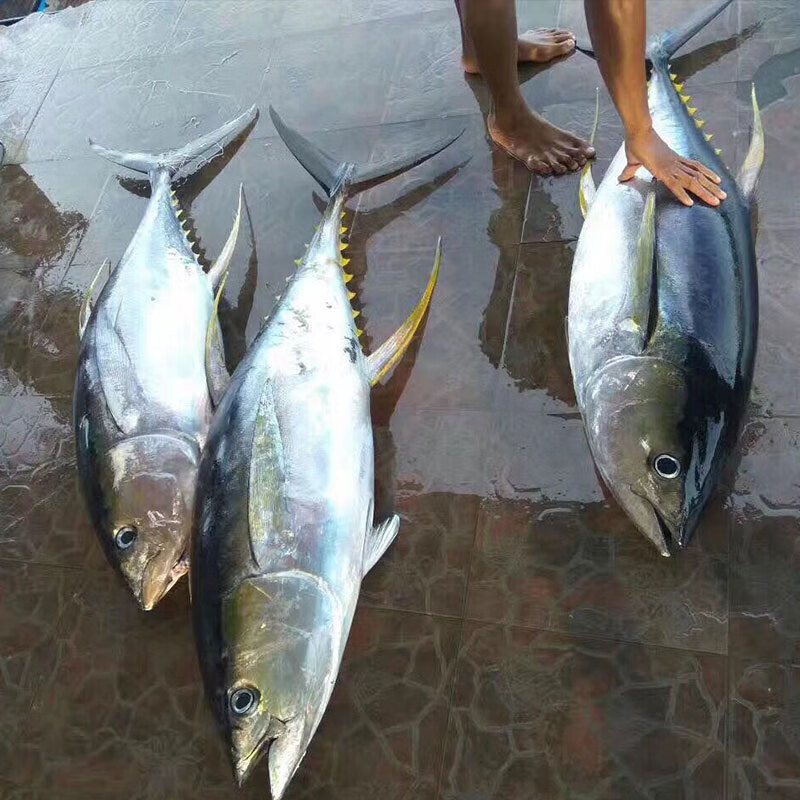 大目金枪鱼整条深海黄鳍金枪鱼冰鲜日式刺身料理食材供应酒店【图片