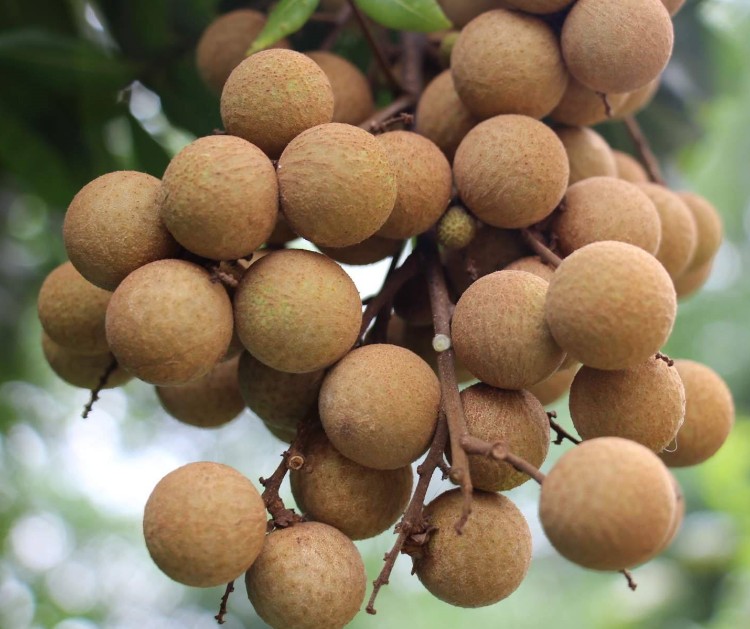 预售广东石硖储良龙眼新鲜桂圆大个石硖储良龙眼5斤当季水果新鲜现摘