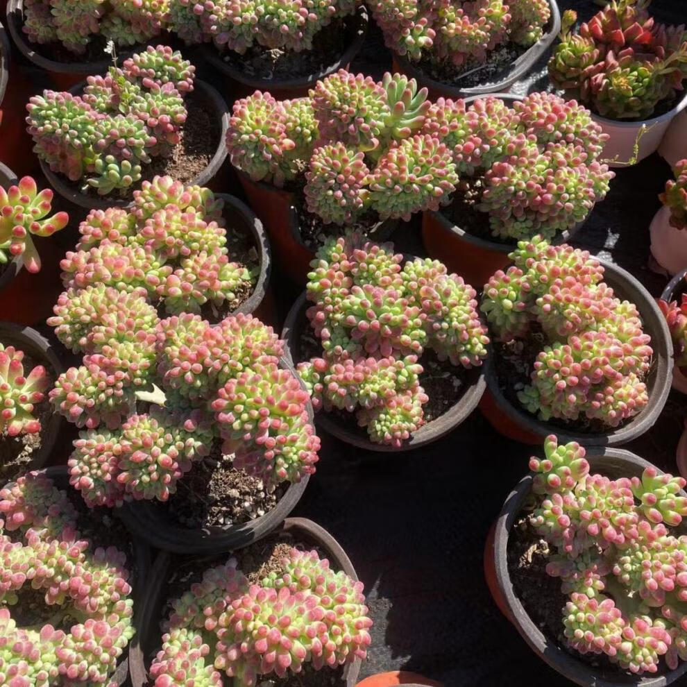 规格:老桩品种:果冻乙女心商品毛重:1.