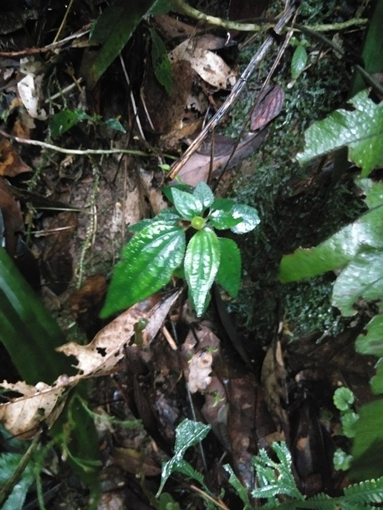 风鼓草 福建新晒风柜斗草干品风鼓草风谷草风骨草槠头红干品250g 250g