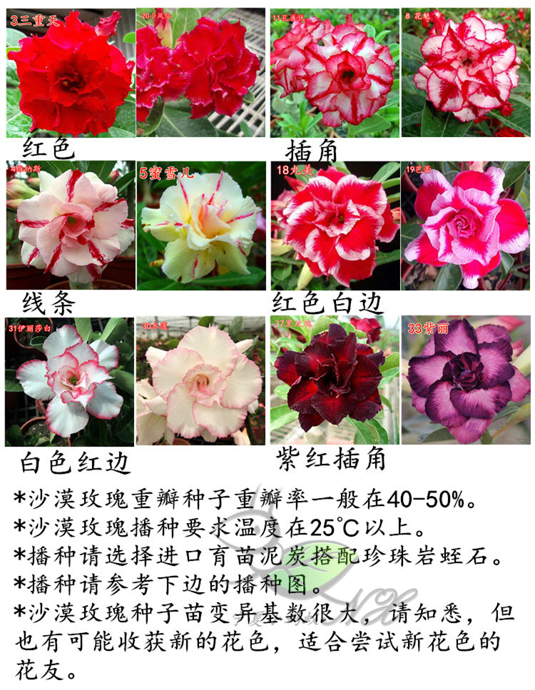 包邮沙漠玫瑰种子新鲜采摘单瓣重瓣混合色沙漠玫瑰种子试播装十粒大头