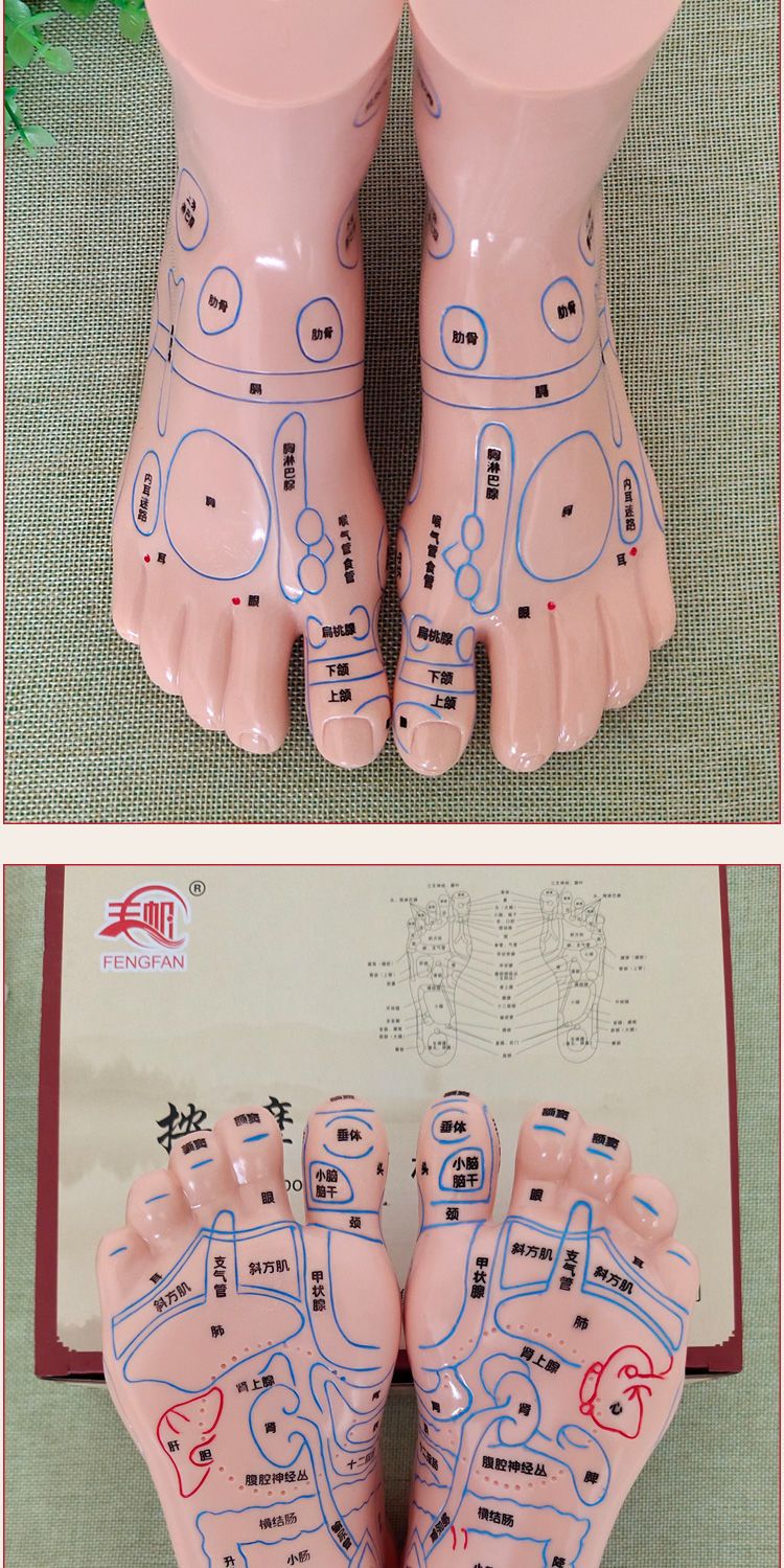 【药房直售】 超清晰软质刻字脚模型反射区 点穴按摩足底穴位模型
