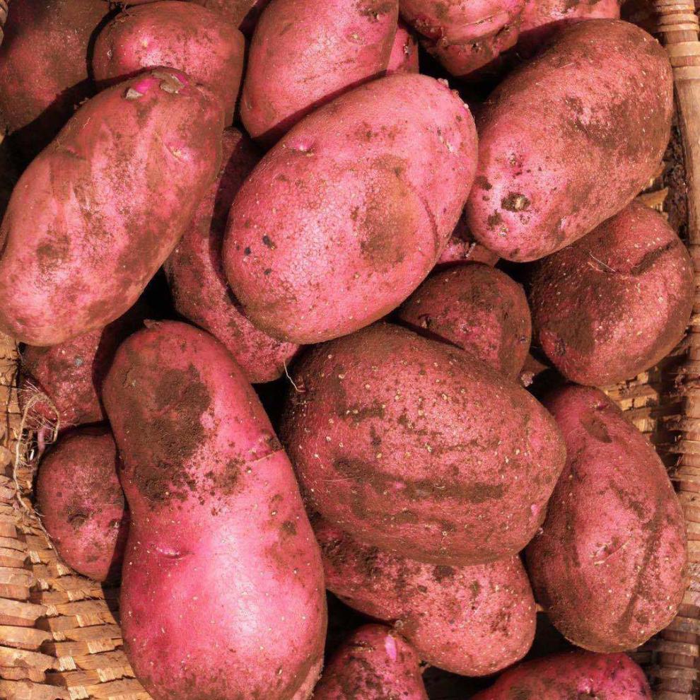 云南高原新鲜土豆现挖红皮黄心土豆洋芋马铃薯农家自种新鲜现挖香津