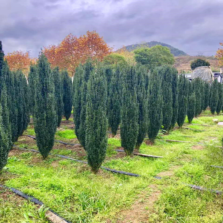 庭院树苗绿篱栅栏直立冬青朝天笔日本冬青直杆钝齿四季长青篱笆苗15
