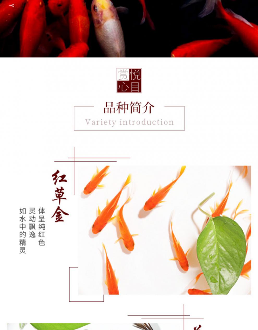 草金鱼小金鱼活鱼耐活鱼苗观赏鱼不打氧小鱼宠物好养
