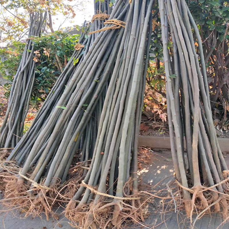 参考价问客服朴树苗朴树树苗朴树小苗小叶朴树苗庭院行道园林绿化工程