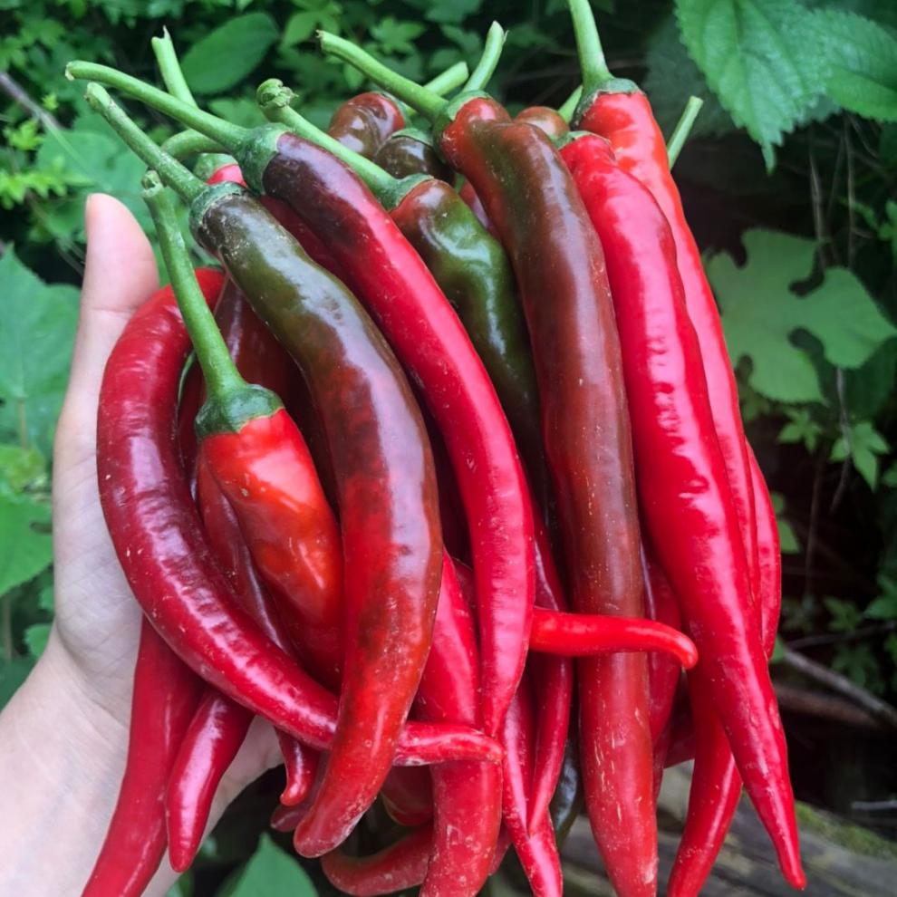 江西新鲜大红辣椒农家自种乌红尖椒泡椒剁椒辣酱现摘辣椒精选 3斤红椒