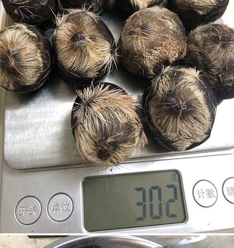 麝香中药材麝香粉1克西藏高浓度麝香仁当门子钓鱼 需要整个囊请联系