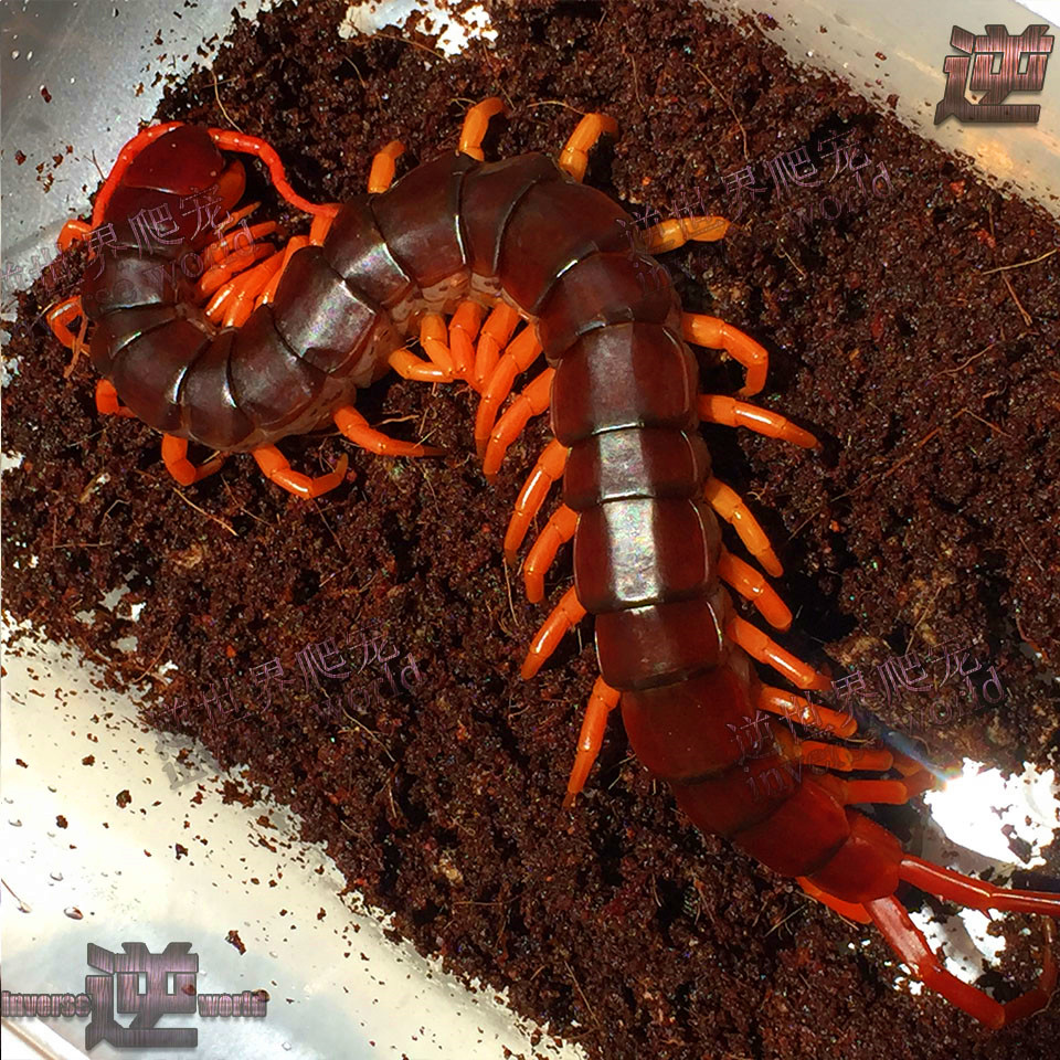 精品越南巨人蜈蚣全长18-20cm大个体 亚洲超大宠物蜈蚣 包全品 残品橙