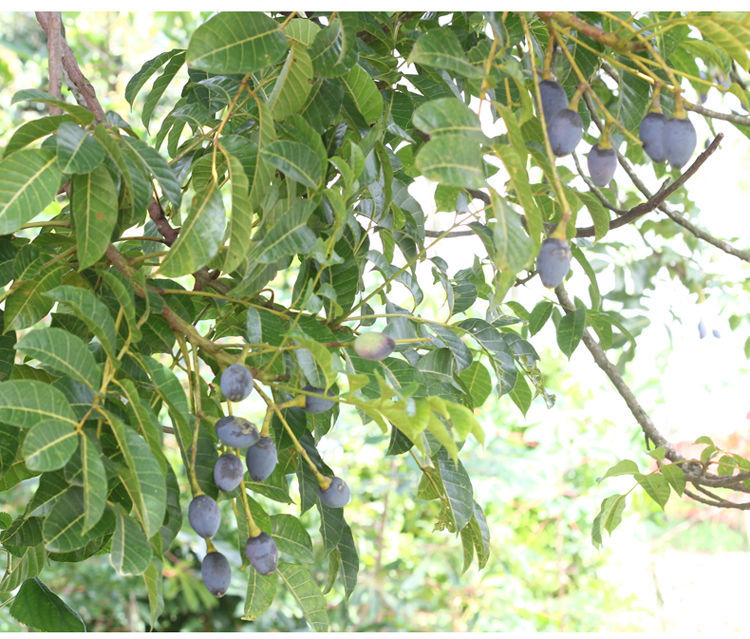 新鲜黑橄榄生油榄乌榄子香丁香角咸黑榄橄榄鼓下饭菜多省【网红】