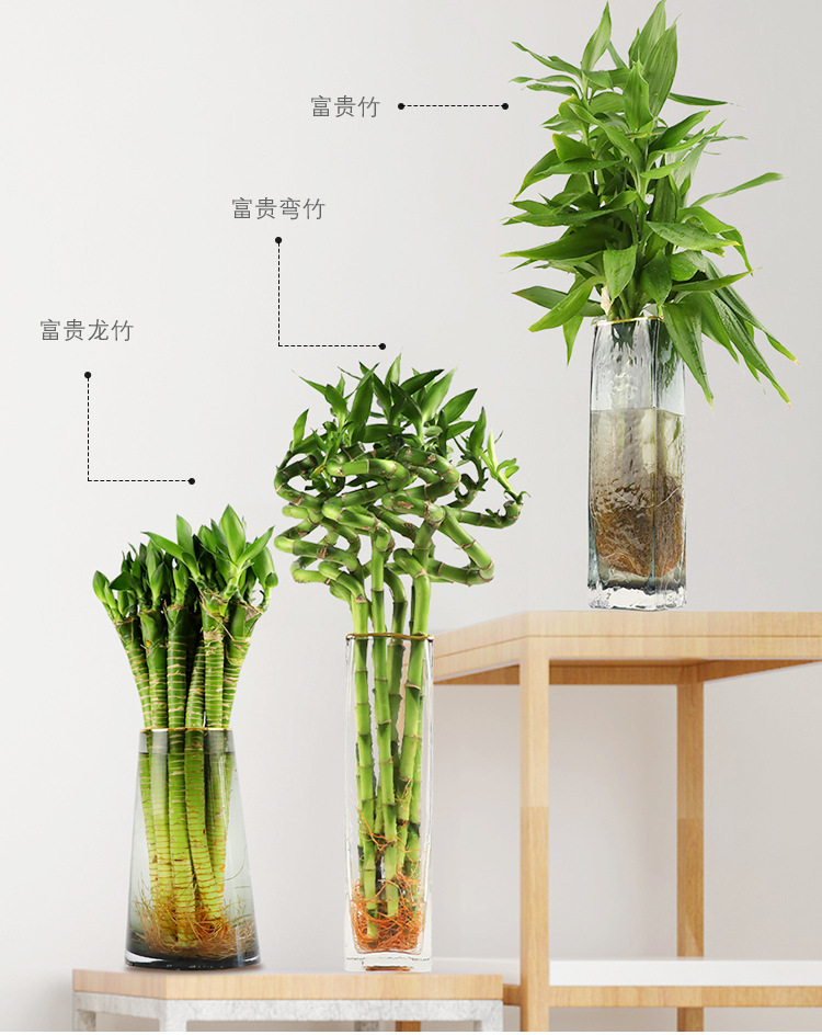 更多>>品牌: 购优汇 商品名称:富贵竹10根70厘米高 水培富贵弯竹水养
