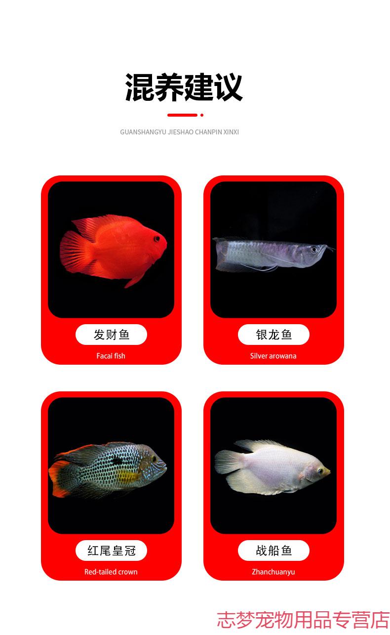 黑白地图鱼猪仔鱼鹦鹉鱼银龙鱼中大型淡水宠物热带观赏鱼活体 地图