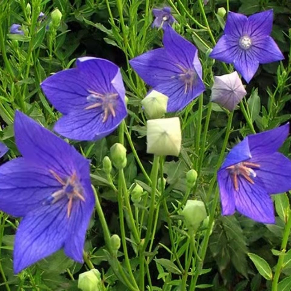 桔梗500g 秦岭新鲜桔梗三年生新鲜桔梗狗宝咸菜产地直供10斤 桔梗苗