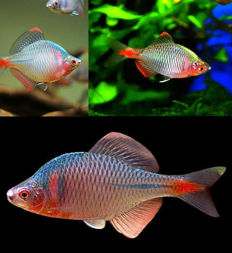 冷水七彩高体鳑鲏鱼淡水冷水除藻工具鱼原生水族观赏鱼好养耐活 顾致