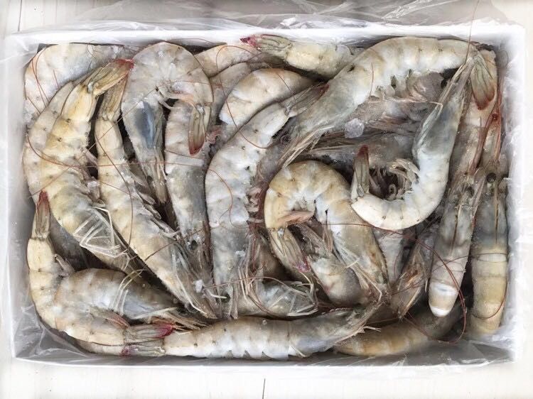 白盒海捕盐冻虾33斤左右7080只单冻非冰冻对虾4050白对虾4050两盒