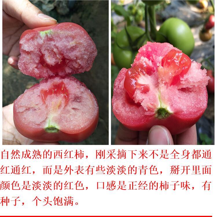 源外新鲜沙瓤西红柿自然熟番茄水果洋柿子 5斤【图片 价格 品牌 报价