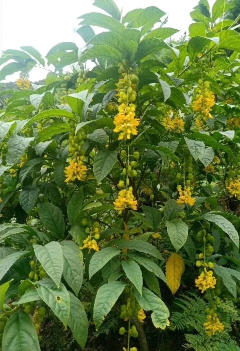 【官方旗舰】黄花倒水莲倒吊黄观音串纯根干品条花云南晒干无添加 纯