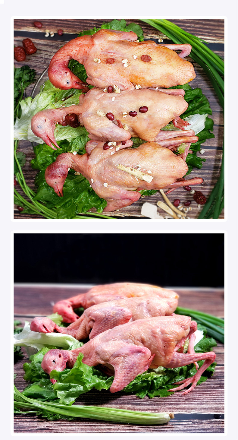 乳鸽农家放养土鸽子乳鸽新鲜鸽子肉现杀现发4只鸽子