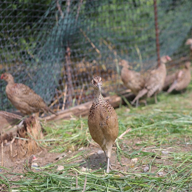 家庭农场散养山鸡新鲜山鸡肉七彩山鸡现杀土鸡山鸡老母鸡宛味宝 2只