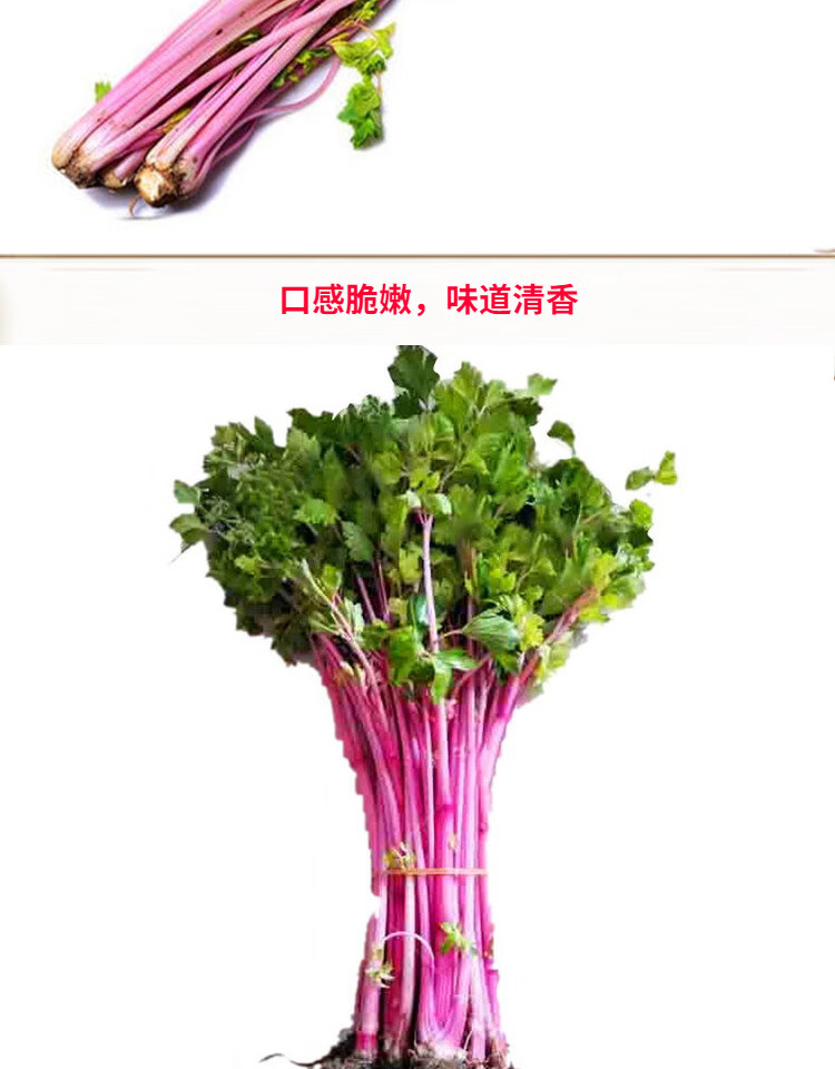 红芹菜种子特色紫红杆芹菜种子实心芹菜彩芹特菜蔬菜种子四季 红芹