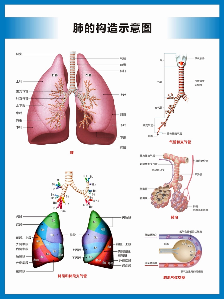 醫院科室掛圖 人體呼吸結構圖呼吸構造圖高清醫院科室醫科醫學教學