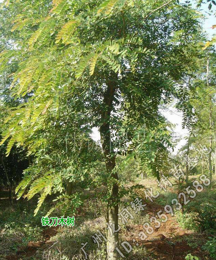 孟买正宗铁刀木树苗珍贵植物鸡翅木苗庭院绿化木材树种鸡翅木4050cm