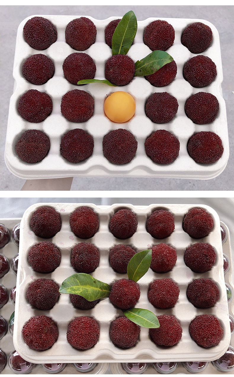 正宗仙居东魁杨梅鲜果浙江台州杨梅现摘现发当季时令水果 仅次乒乓