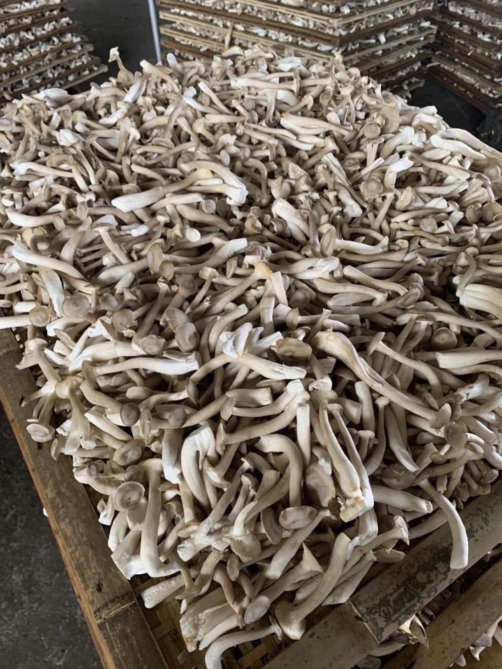 鹿茸菇200g多规格云南昆明养生切根干鹿茸菇无根无硫鹿茸菌干货鹿茸菇