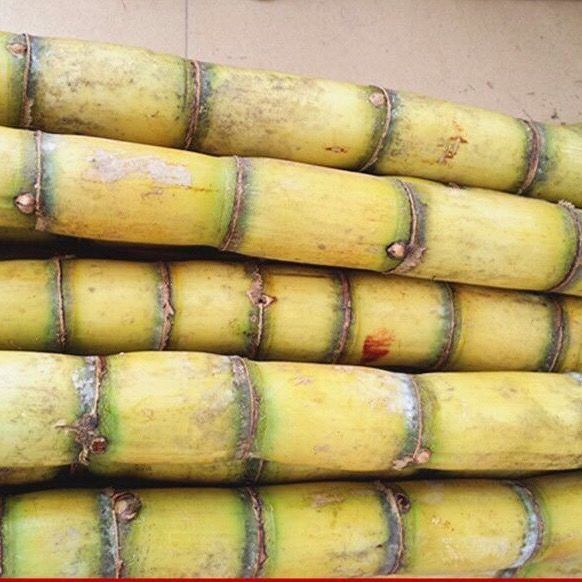 【甘蔗礼盒】广东湛江黄皮甘蔗白玉甘蔗新鲜水果特产 5斤新鲜甘蔗