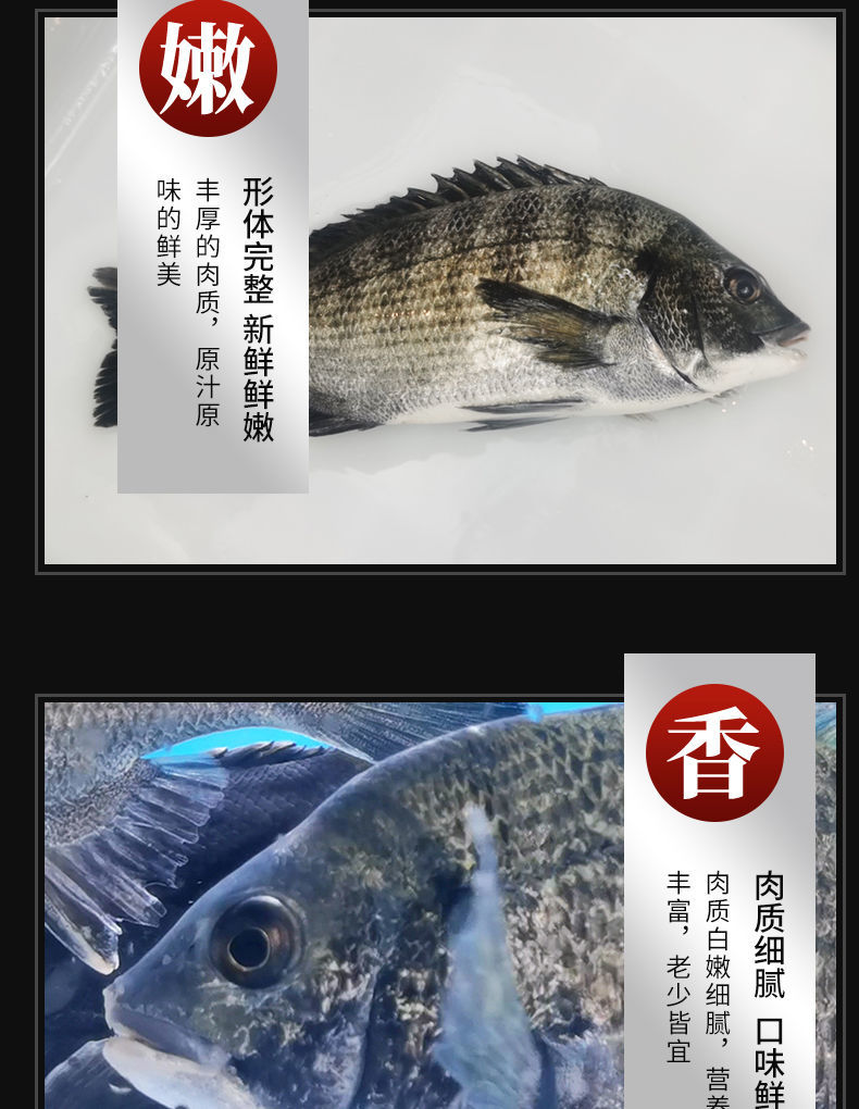 新鲜黑鲷鱼黑立鱼深海速冻冰鲜黑翅鱼月子鱼黄翅鱼海鲫鱼冷链 黑鲷鱼
