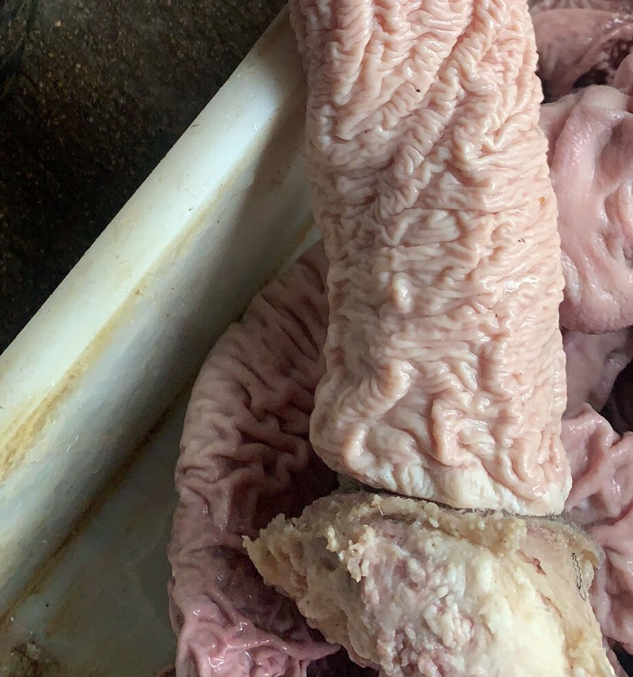 新鲜半熟牛伞肚牛散带牛副肚牛小肚牛碗口大肠头2斤 5斤【图片 价格