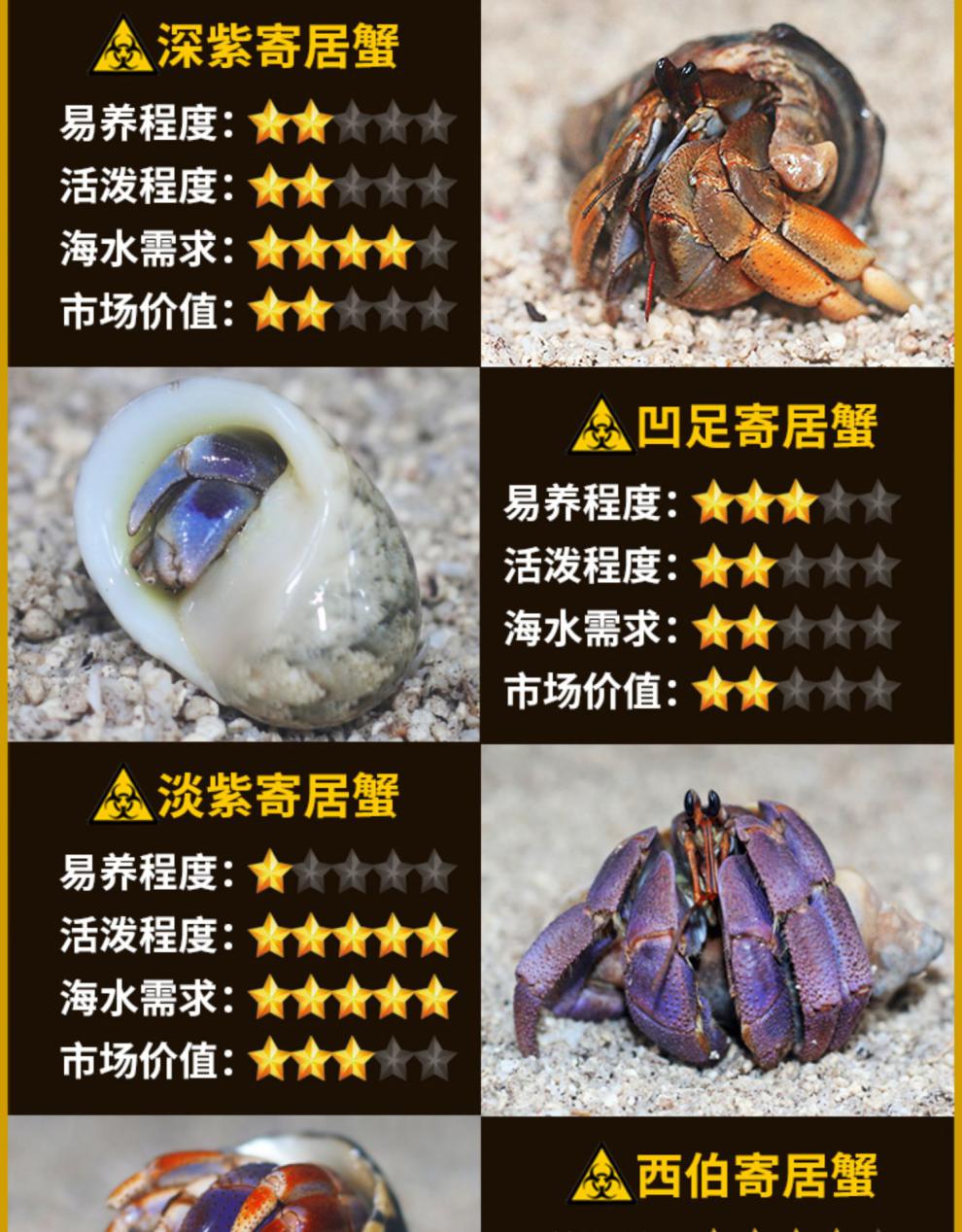 灰白短腕深紫陆凹足陆生蟹淡水宠物lila淡紫西伯 短腕寄居蟹2-3厘米