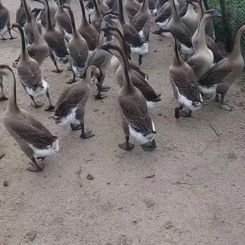 广东清远黑棕鹅农家新鲜大鹅肉整只活体现杀白草鹅冰冷冻老鹅5359斤焖